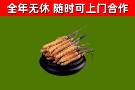和田市烟酒回收冬虫夏草.jpg